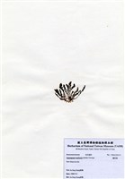 藏品(蘆筍藻)的圖片